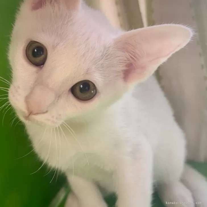 ID：2405-01364の子猫