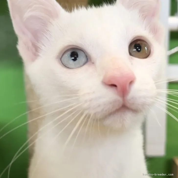 ID：2307-01366の子猫