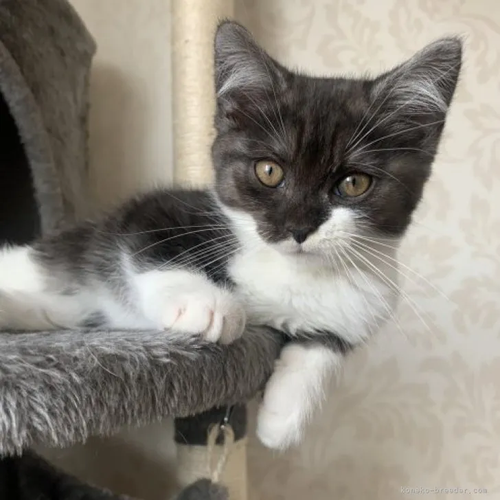 ID：2303-01930の子猫