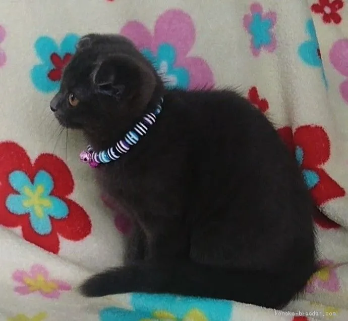 ID：1911-00383の子猫