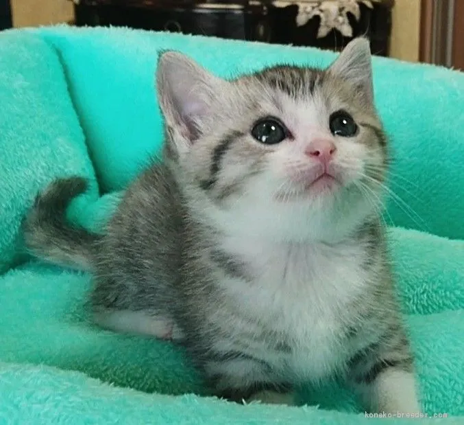 ID：1905-00756の子猫