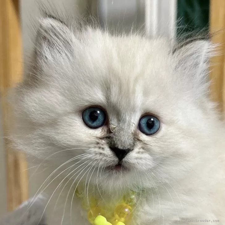 ID:2407-02627の子猫