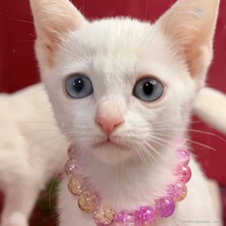 ID：2306-01305の子猫