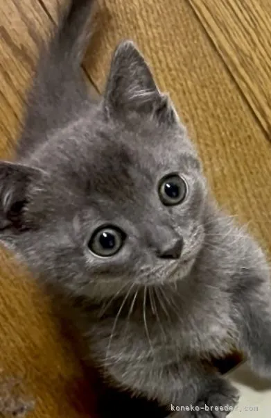 ID：2203-00770の子猫