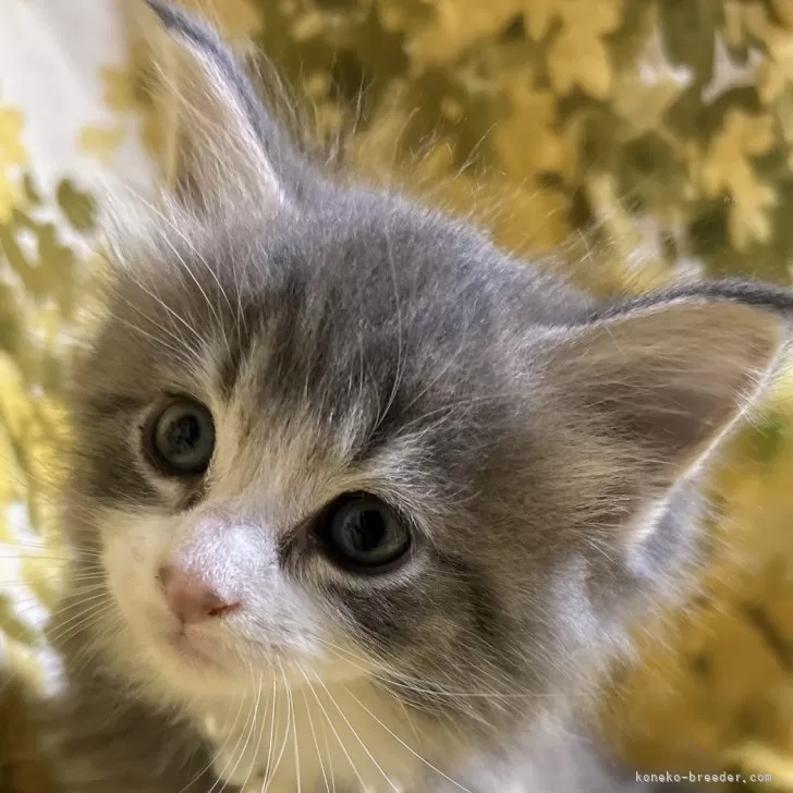M.S 様のお迎えした子猫