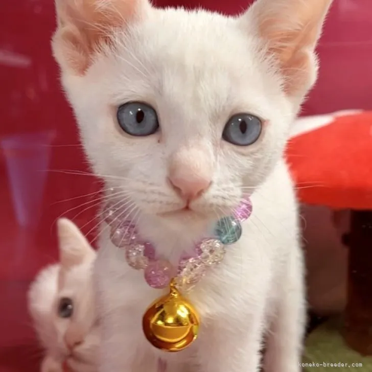 ID：2306-01301の子猫