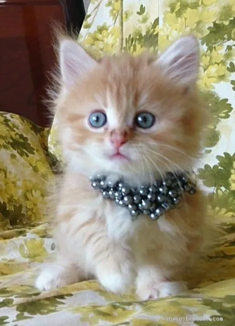 り 様のお迎えした子猫