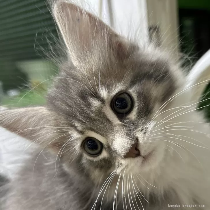 ID：2402-00070の子猫