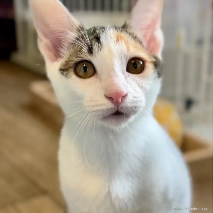 ID:2410-01828の子猫