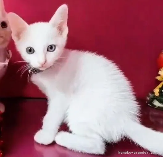 ID：2211-02751の子猫