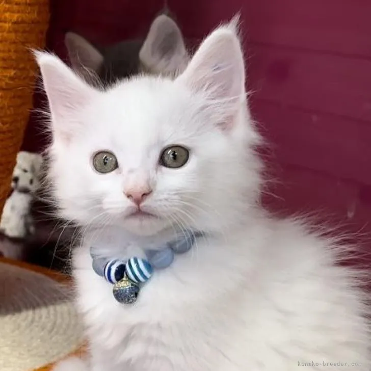 ID:2207-00034の子猫