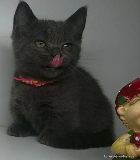 ID：2009-00213の子猫