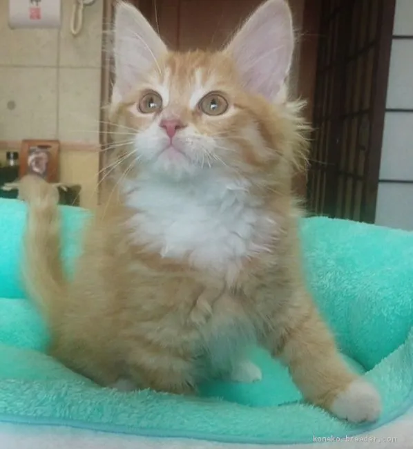 ID：1903-01042の子猫