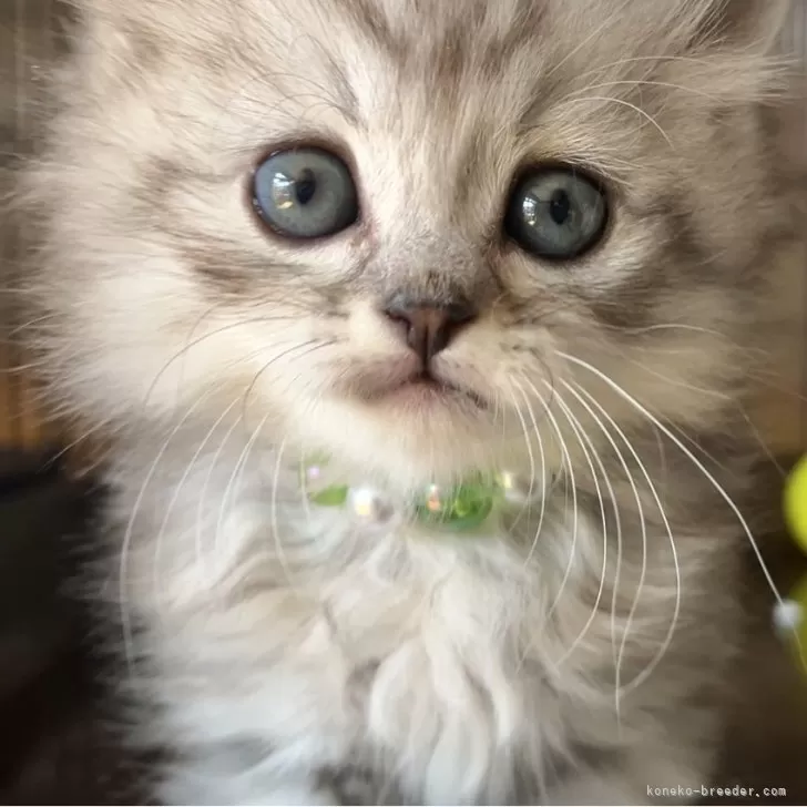 ID:2404-00103の子猫