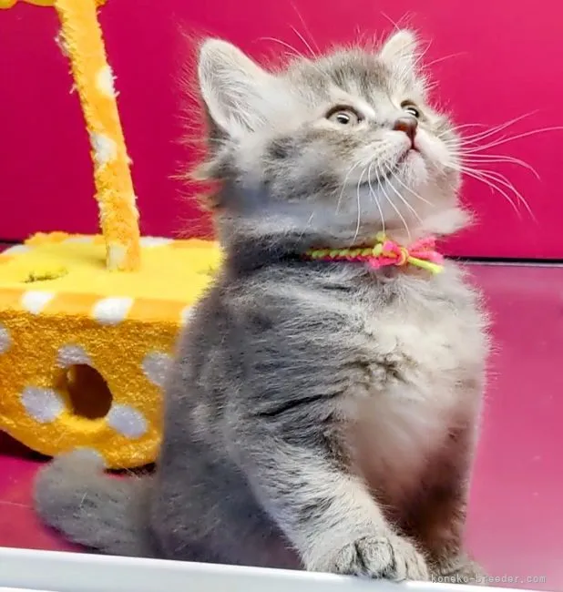 ID：2109-02081の子猫