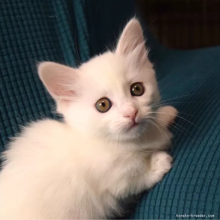 K 様のお迎えした子猫