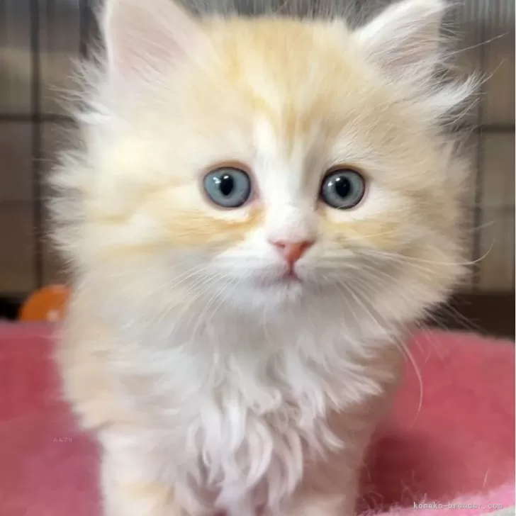 ID：2404-01262の子猫