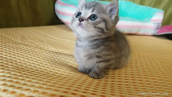 ID:1812-00829の子猫