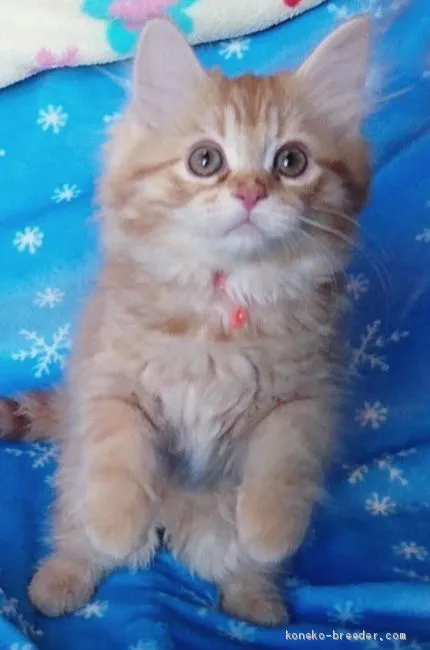 ID:1911-01102の子猫