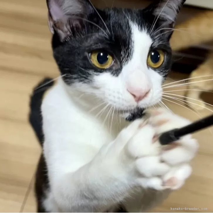 ID:2406-00676の子猫