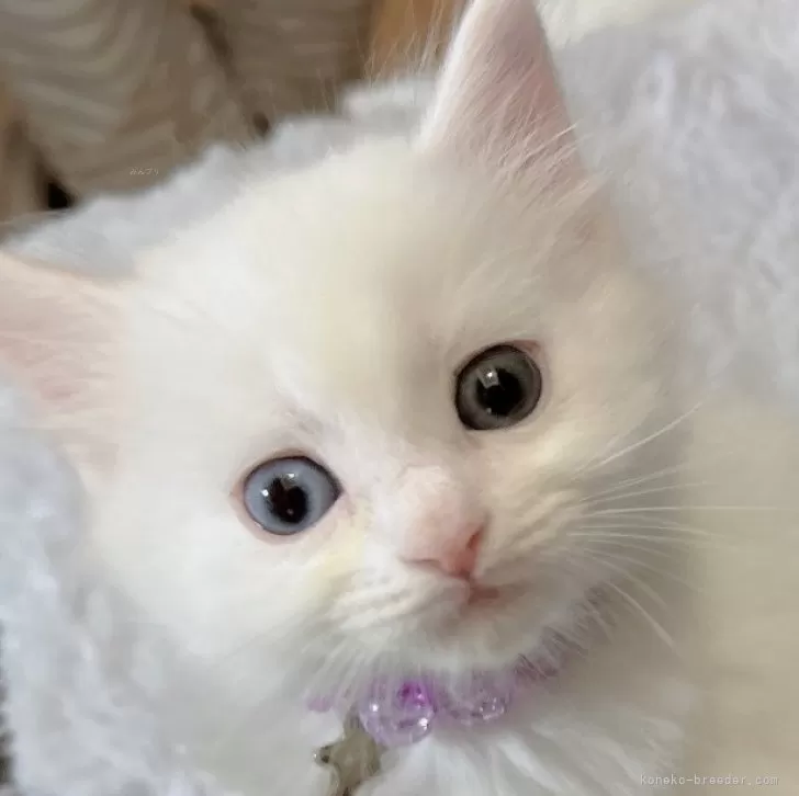 ID：2408-00198の子猫