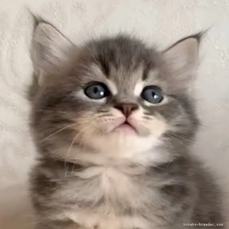 ID：2305-00203の子猫