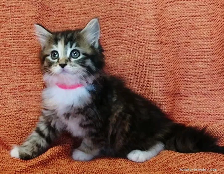 ID：1909-01760の子猫