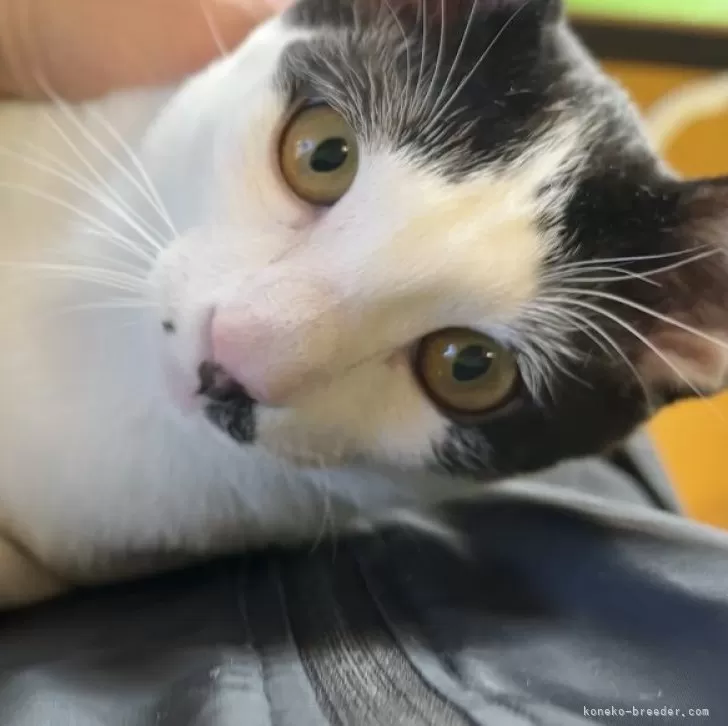 ID:2310-01125の子猫