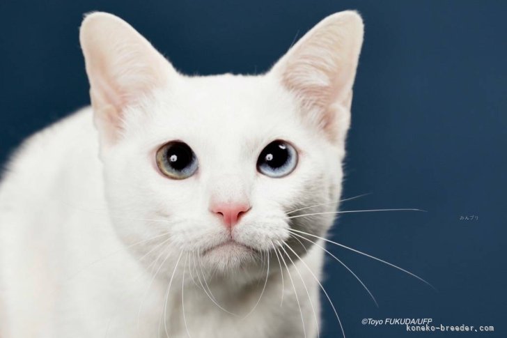 カオマニー【・女の子・2023年4月22日・ホワイト】