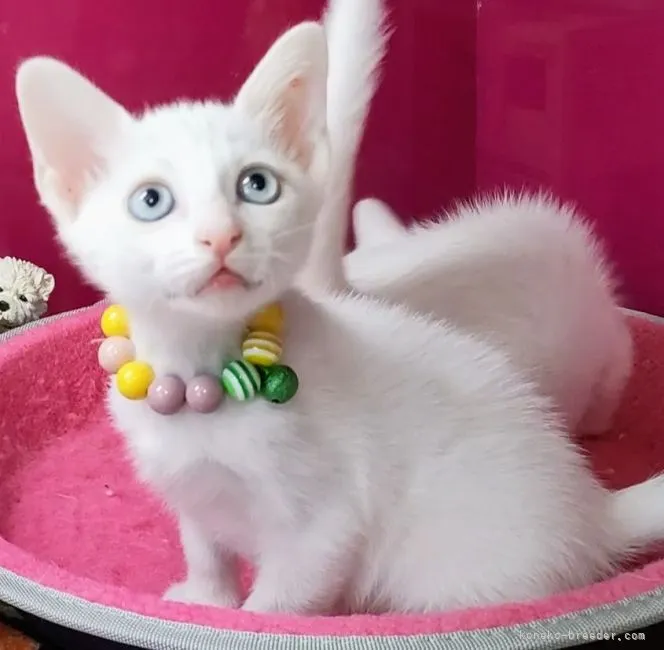 ID：2210-00454の子猫