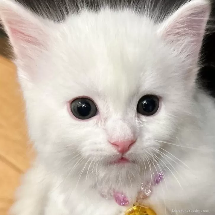 ID：2405-01627の子猫