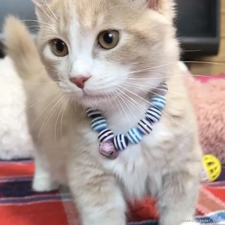 ID：2207-02277の子猫