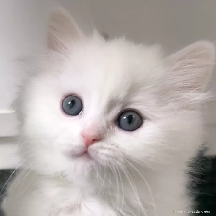 M.K 様のお迎えした子猫