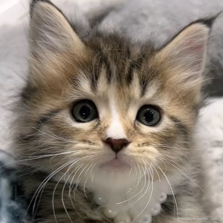 ID:2404-01247の子猫