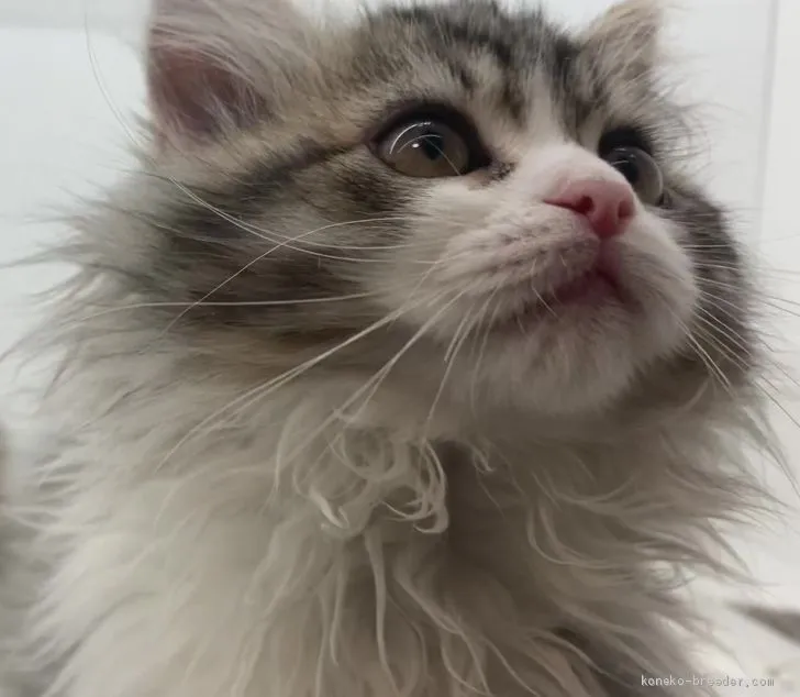 ID：2102-00647の子猫