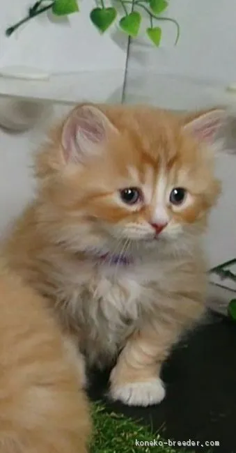 ID：2002-01350の子猫