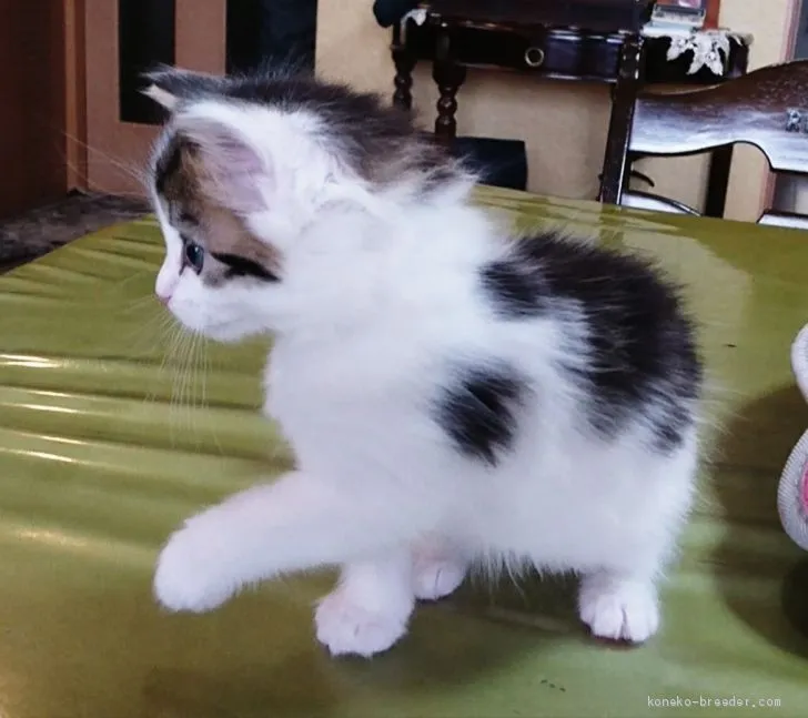 ID：1904-00687の子猫
