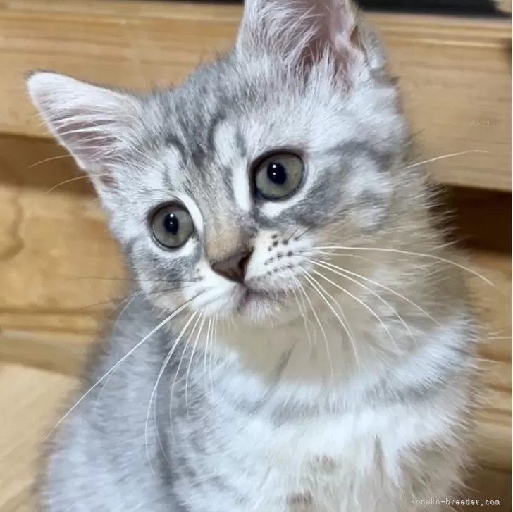 ID：2409-01799の子猫