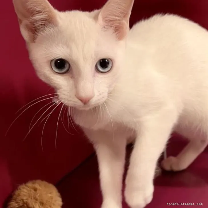 ID：2211-02754の子猫