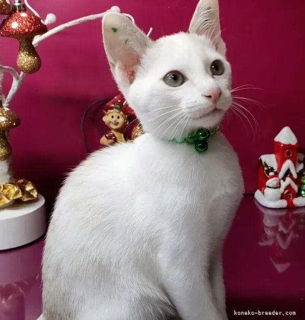 ID：2211-01946の子猫