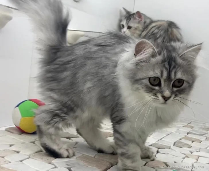 ID：2110-02001の子猫