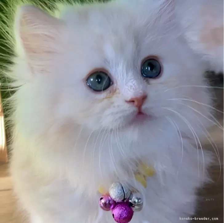 ID：2410-01981の子猫