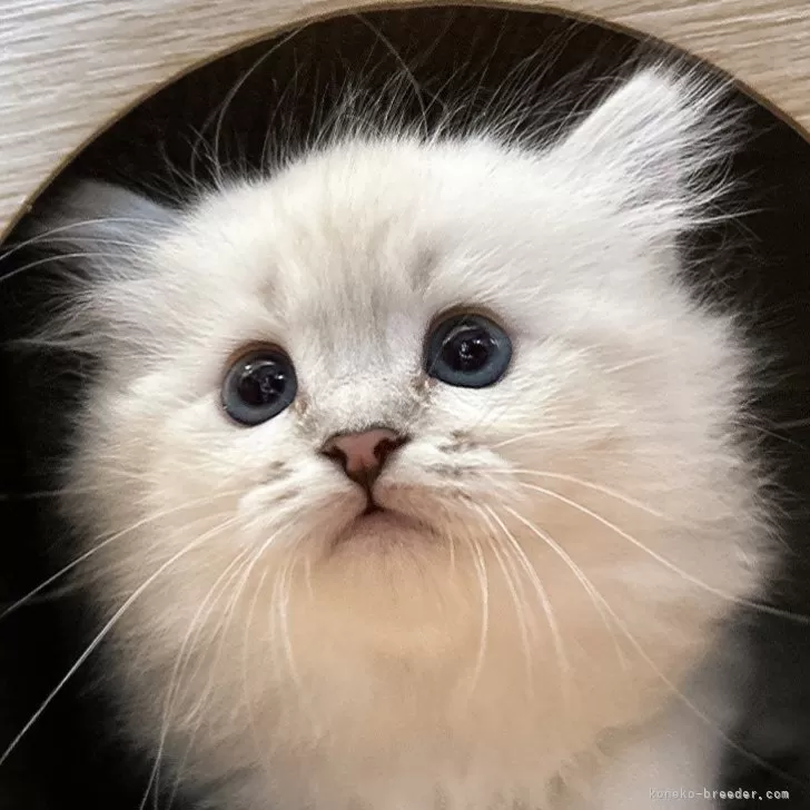 ID:2403-00828の子猫