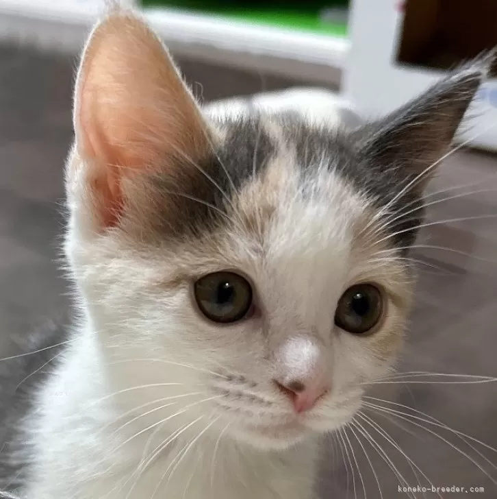 ID:2405-03139の子猫
