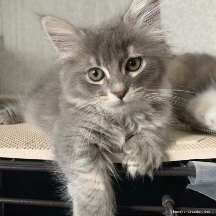 ID：2405-03197の子猫