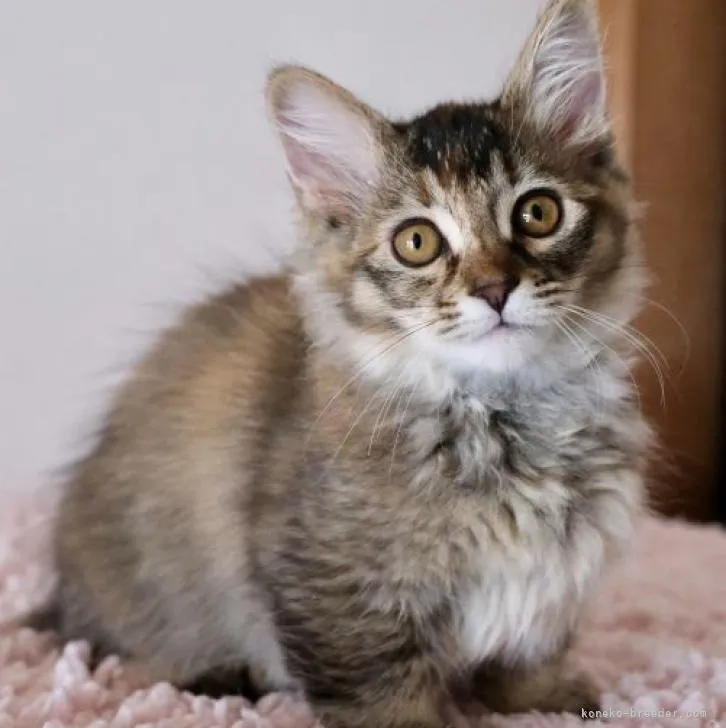 ID：2212-00550の子猫