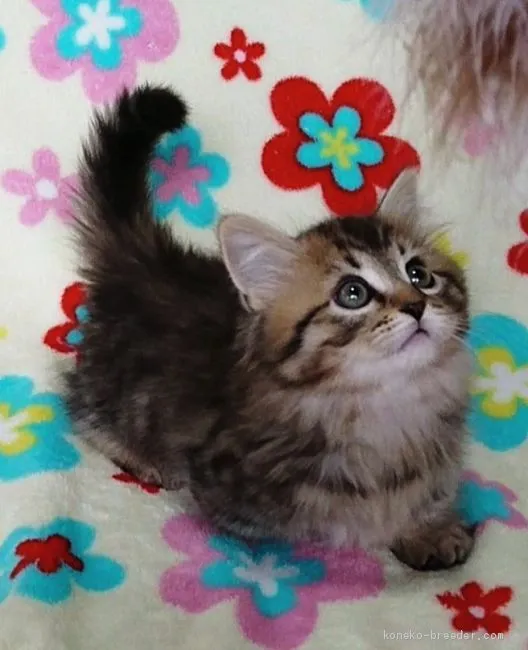 ID：1911-01106の子猫