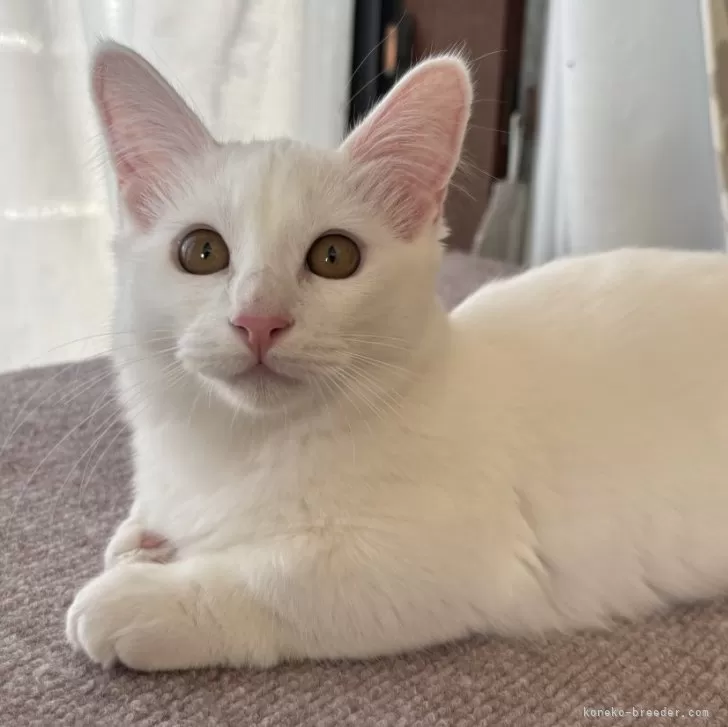 ID：2409-00731の子猫