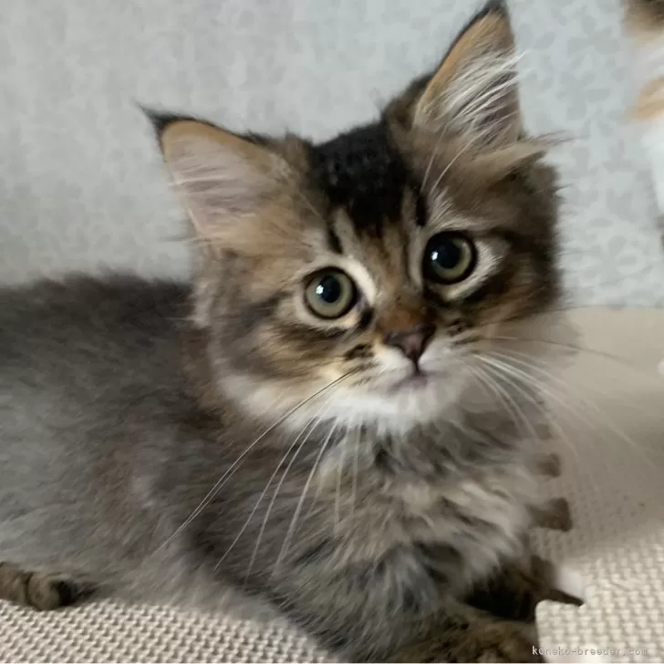 R.K 様のお迎えした子猫