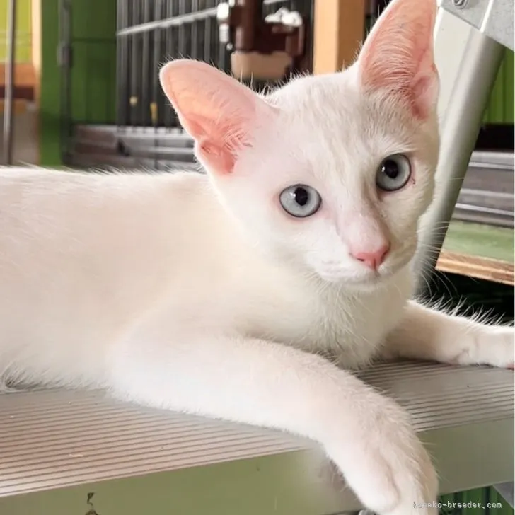 ID:2306-03456の子猫